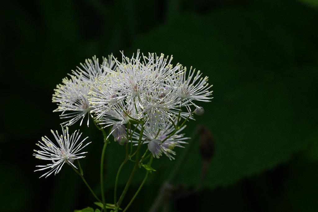 3035-05268650 Tower Hill Botanic Garden, MA.JPG - Meadow Rue. New England Botanic Garden at Tower Hill, MA, 5-26-2025